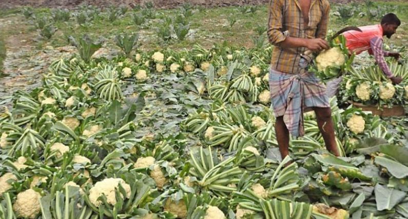 ভাঙড়ে নষ্ট শীতের সবজি