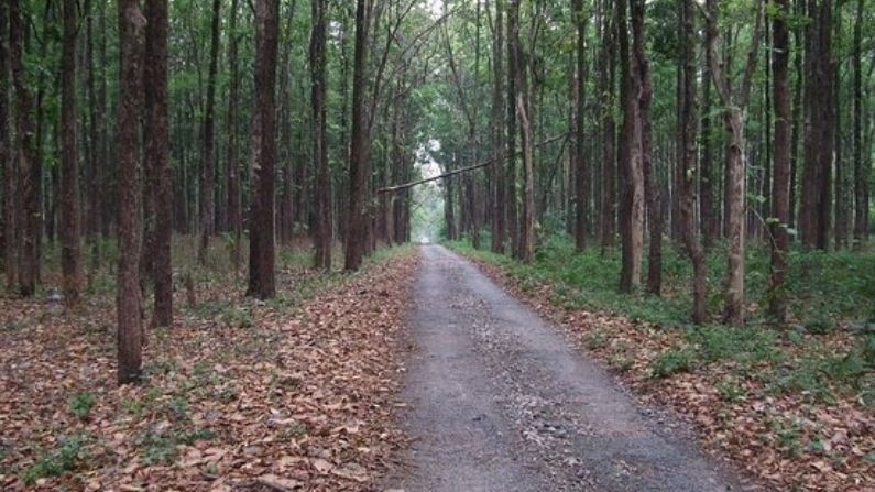 বহুমূল্য চোরাই কাঠ উদ্ধার জলপাইগুড়ির দুরামারিতে