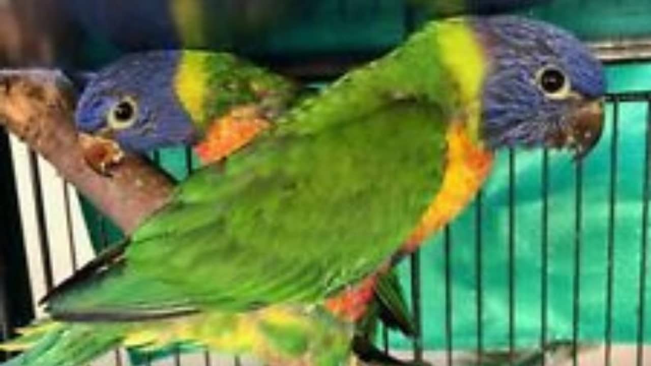 বাসন্তী হাইওয়ে থেকে উদ্ধার পাঁচ লাখ টাকার বিদেশি পাখি