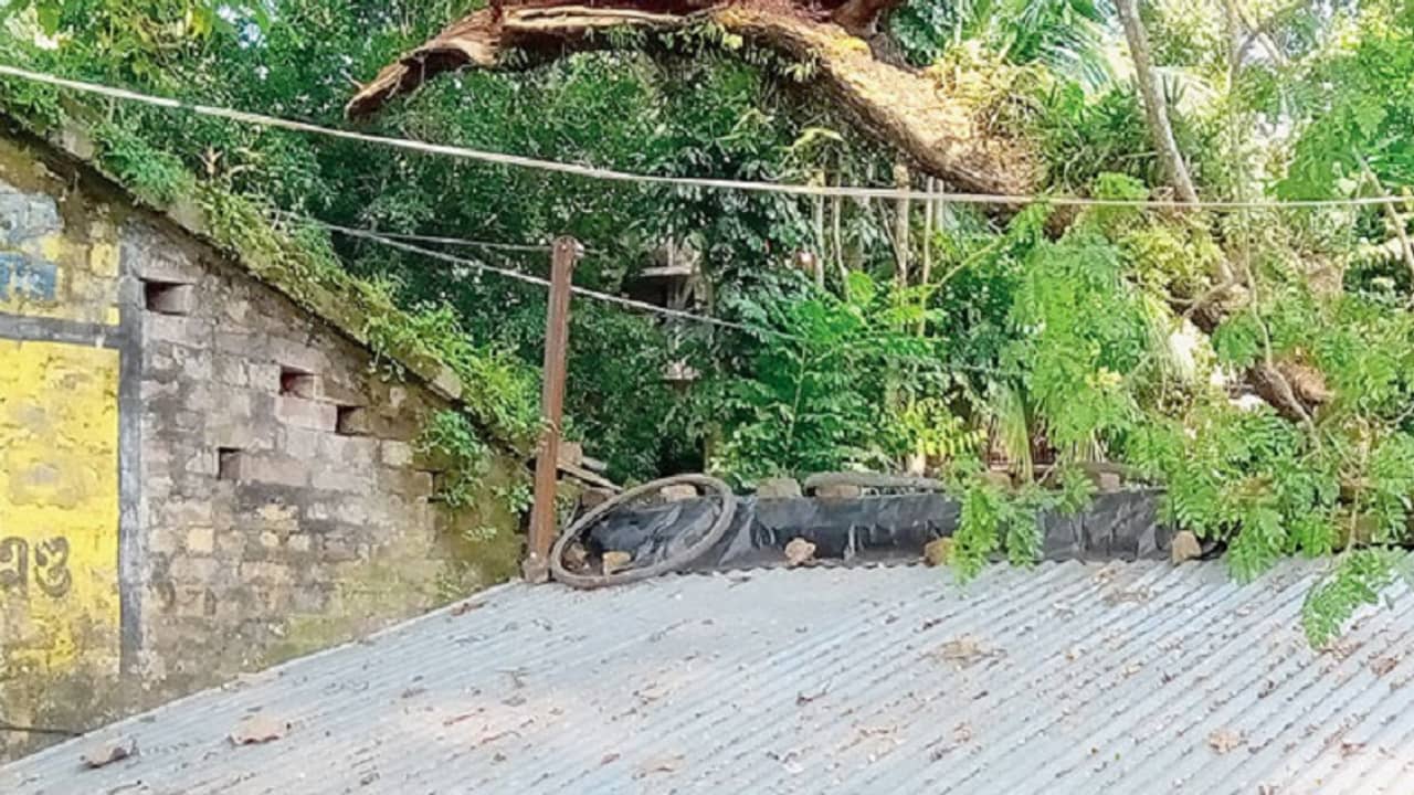 শতাব্দী প্রাচীন গাছ পড়ে ভেঙে পড়ল দোকানের একাংশ, পথ অবরোধ বিক্ষুব্ধ জনতার