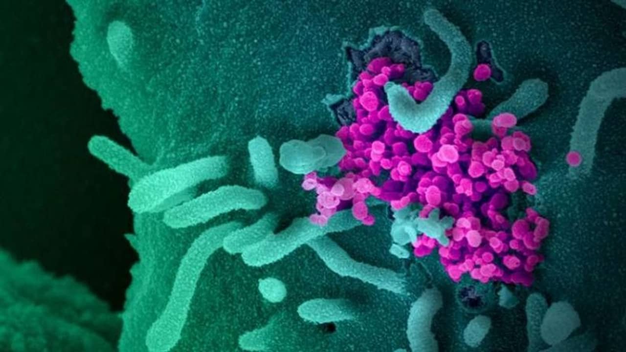 সাধারণ ফ্লু-র থেকে ৩ গুণ মারাত্মক কোভিড! ল্যান্সেট জার্নালে চাঞ্চল্যকর তথ্য