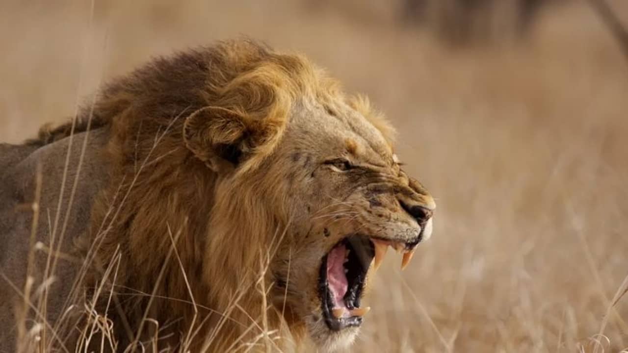 করোনা থেকে পার পাচ্ছেন না পশুরাজরাও! চিড়িয়াখানায় আক্রান্ত ৪ সিংহ