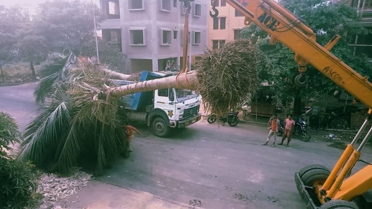 ট্রাকে চড়েছে বড়-বড় নারকেল গাছ। চলল কোথায় তারা?