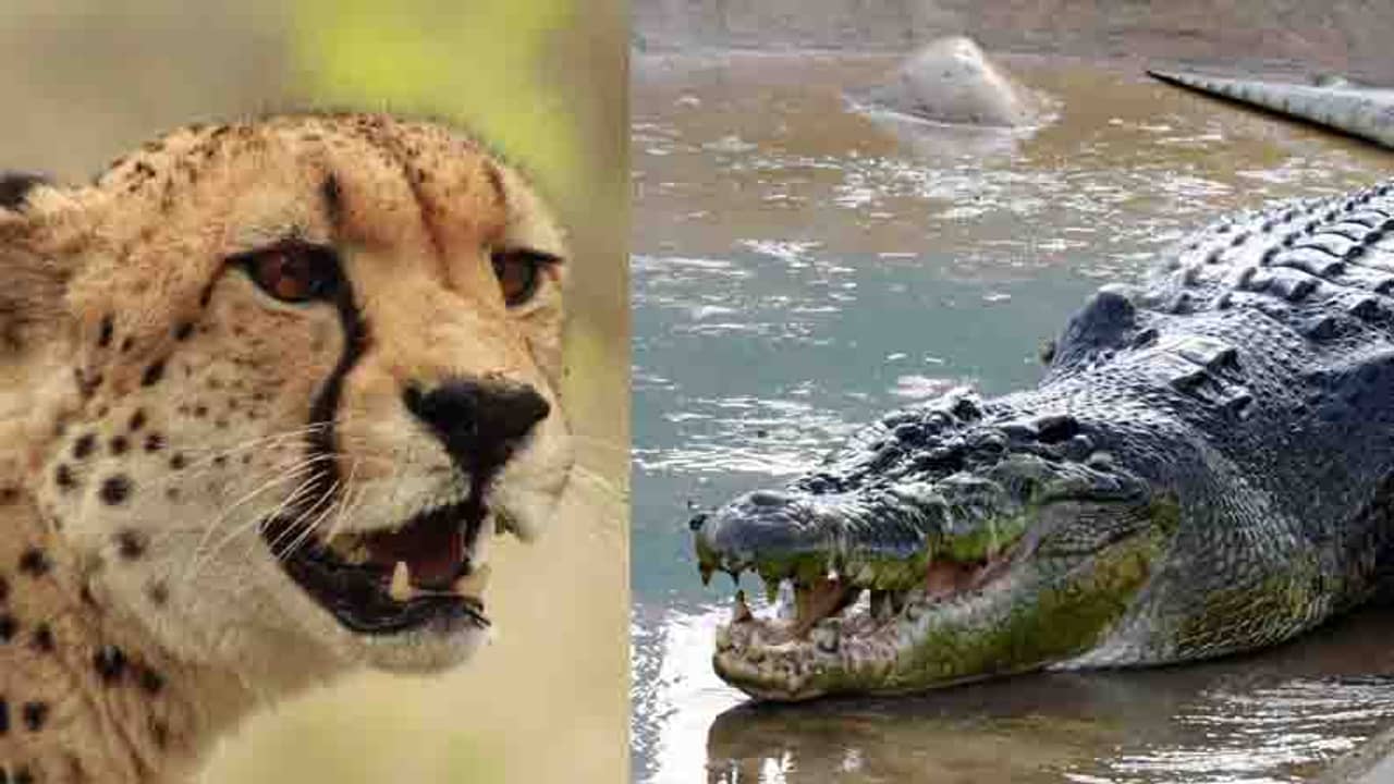 চিতাকে অতর্কিতে গিলে খেল কুমির, ভাইরাল হল ভিডিও