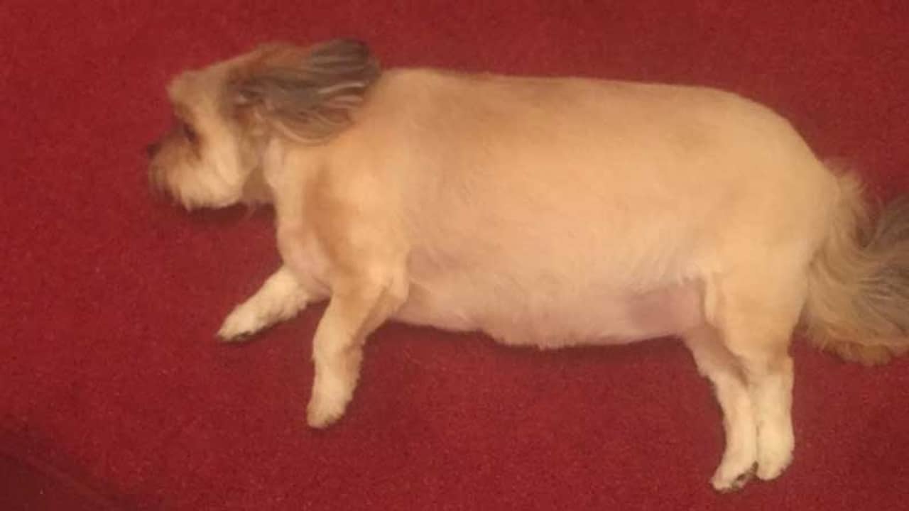 ক্রিসমাস ইভে টার্কি খেয়ে নড়াচড়া বন্ধ, ছোট্ট বুব্বাকে দেখে হেসে গড়াচ্ছেন নেটিজেনরা