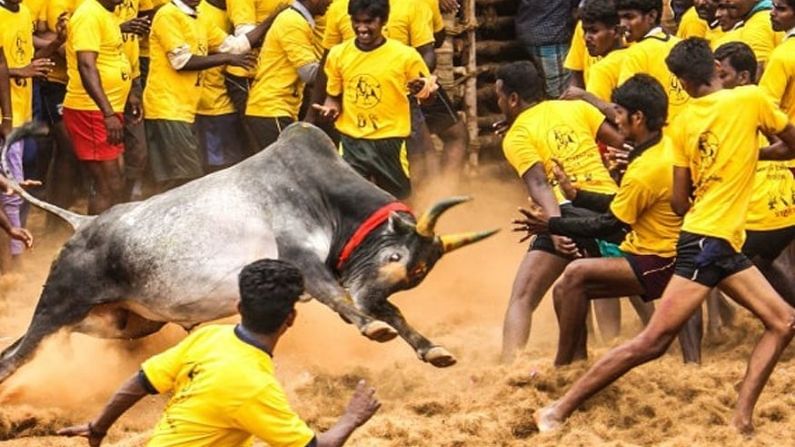 করোনা আবহে শর্তসাপেক্ষে জালিকাট্টুর অনুমতি তামিলনাড়ুতে