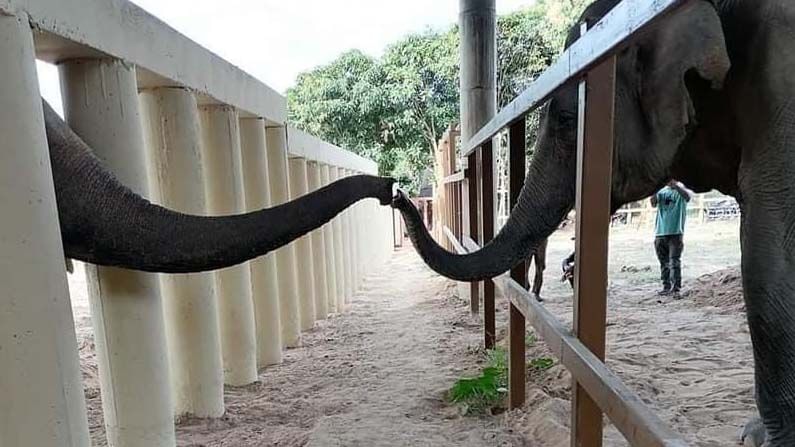 kaavan elephant