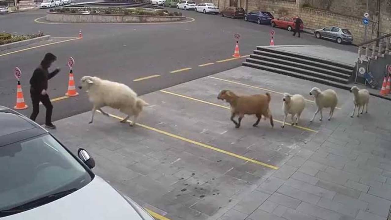 শহর জুড়ে দাপিয়ে বেড়াচ্ছে একটা ছাগল, চারটে ভেড়া, ভিডিও দেখে হাসির রোল নেট দুনিয়ায়