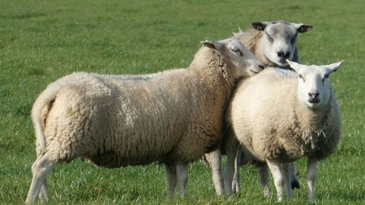 Katta porno tomosha qiling