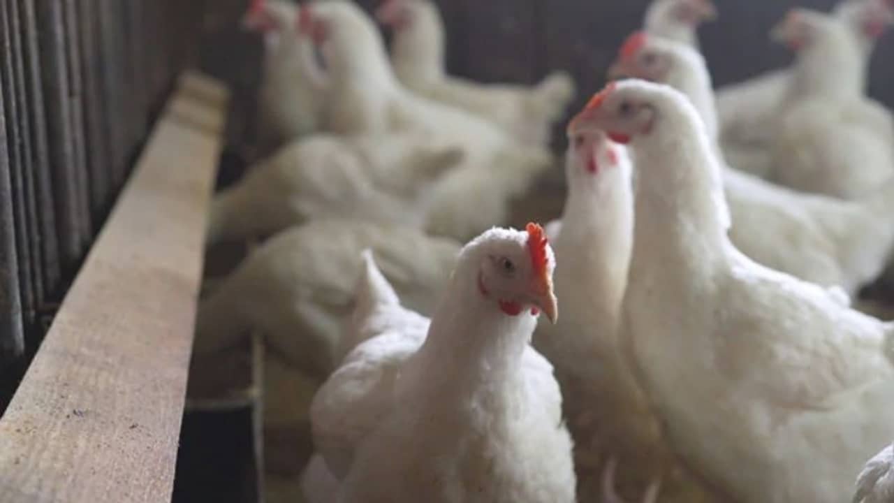 আতঙ্ক বাড়াচ্ছে বার্ড ফ্লু, রাজধানীতে নিষিদ্ধ ডিম-মাংস