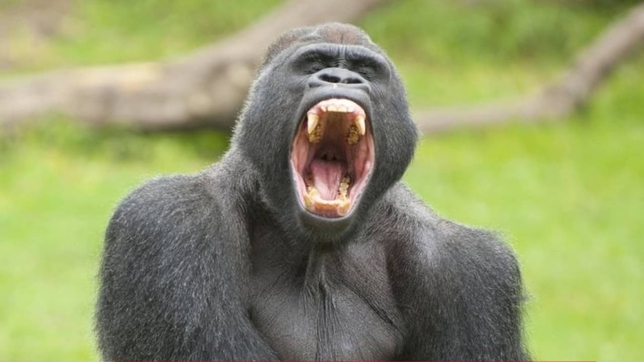 পার পেলেন না পূর্বসূরিরাও! চিড়িয়াখানায় করোনা আক্রান্ত ৮ গোরিলা