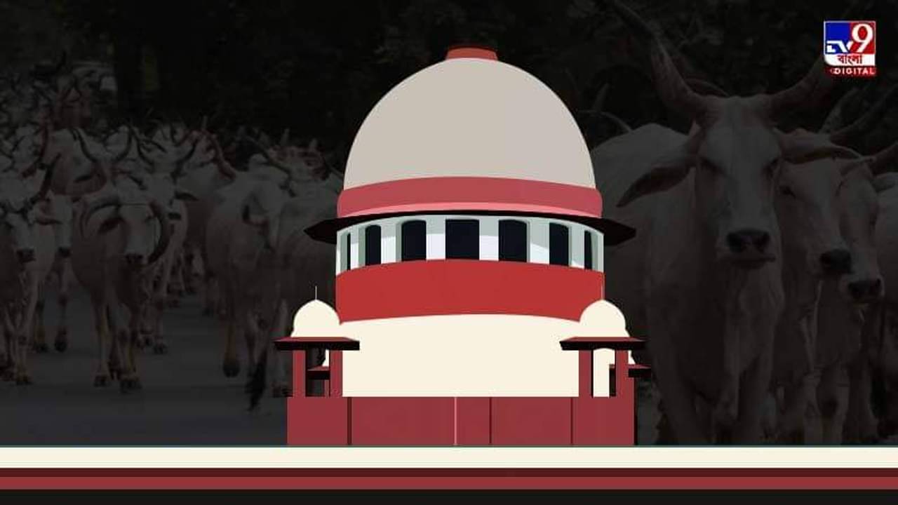 গবাদি পশু জীবিকার উৎস, আইনে পরিবর্তন না আনলেও রদ করতে বাধ্য হব, কেন্দ্রকে ধমক সুপ্রিম কোর্টের