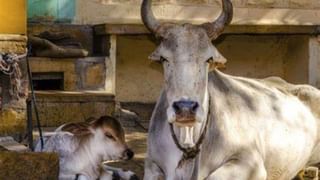 ‘আমাদের তো শুধু চুড়া গুড় দিচ্ছে, দিদি অনেক ভাল ব্যবস্থা করেছেন’, মমতার প্রশংসায় ওড়িশার তালসারির মানুষ