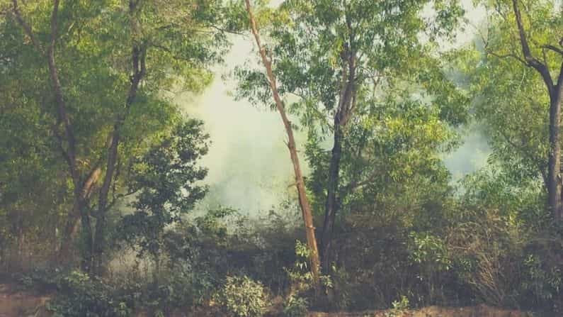 বোলপুরের ডিয়ার পার্কে হঠাৎ আগুন, পুড়ে ছাই সোনাঝুরির একাধিক গাছ বোলপুরের ডিয়ার পার্কে হঠাৎ আগুন, পুড়ে ছাই সোনাঝুরির একাধিক গাছ
