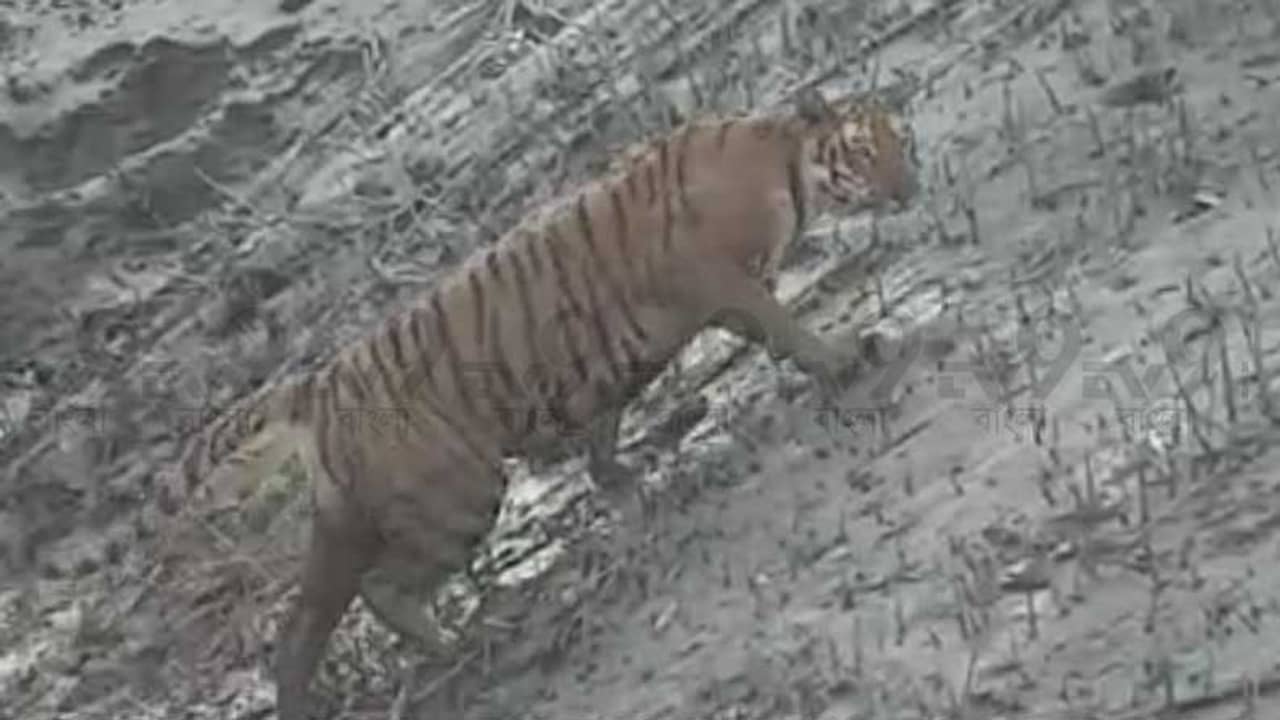 সুন্দরী-গরাণের জঙ্গল ঠেলে খাঁড়িতে রোদ পোহাতে এল দক্ষিণ রায়