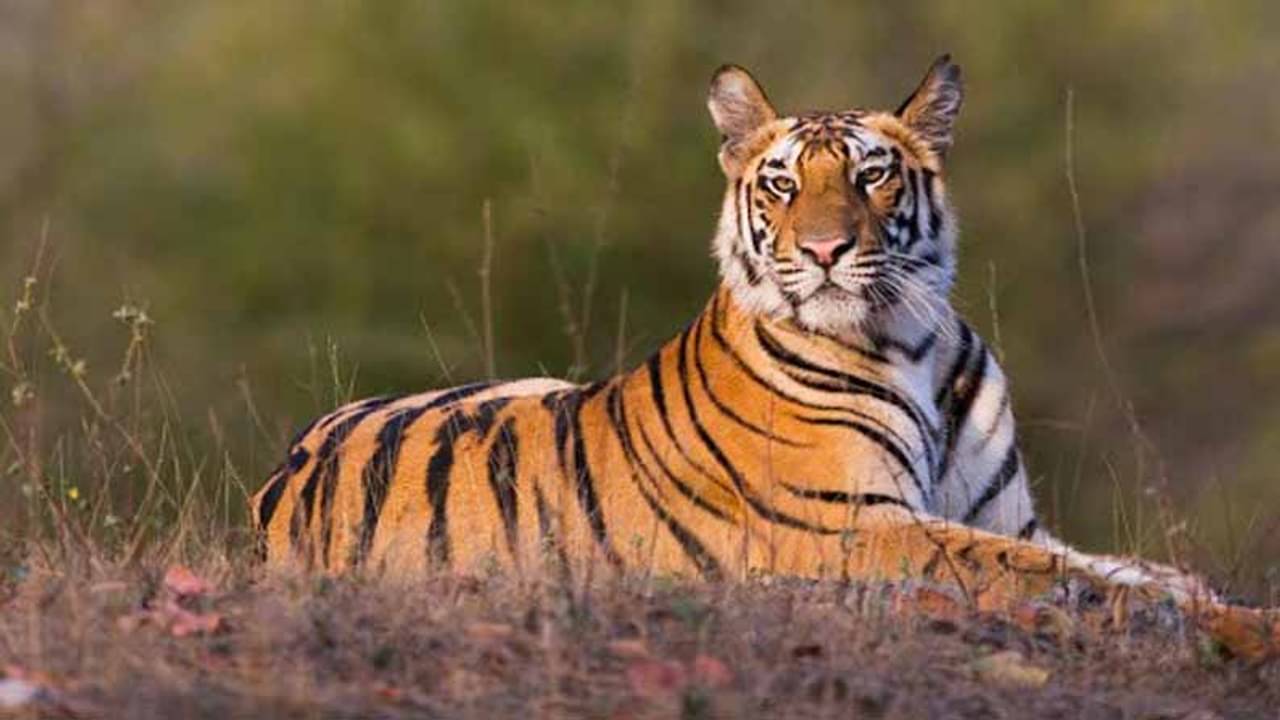 দেশের ৫১তম ব্যাঘ্র প্রকল্পে স্বীকৃতি কেন্দ্রের, অবসান ৬ বছরের অপেক্ষার