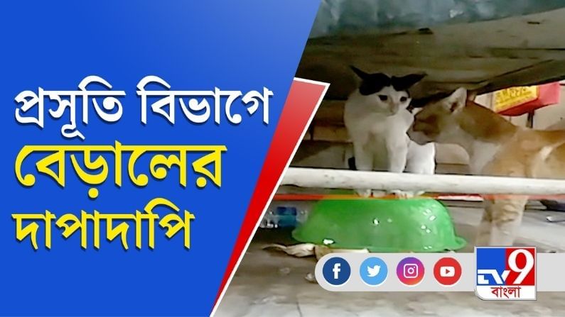 বেড়ালের দাপটে প্রসূতি বিভাগে আতঙ্ক, লাঠি হাতে সন্তানের পাহারায় মা