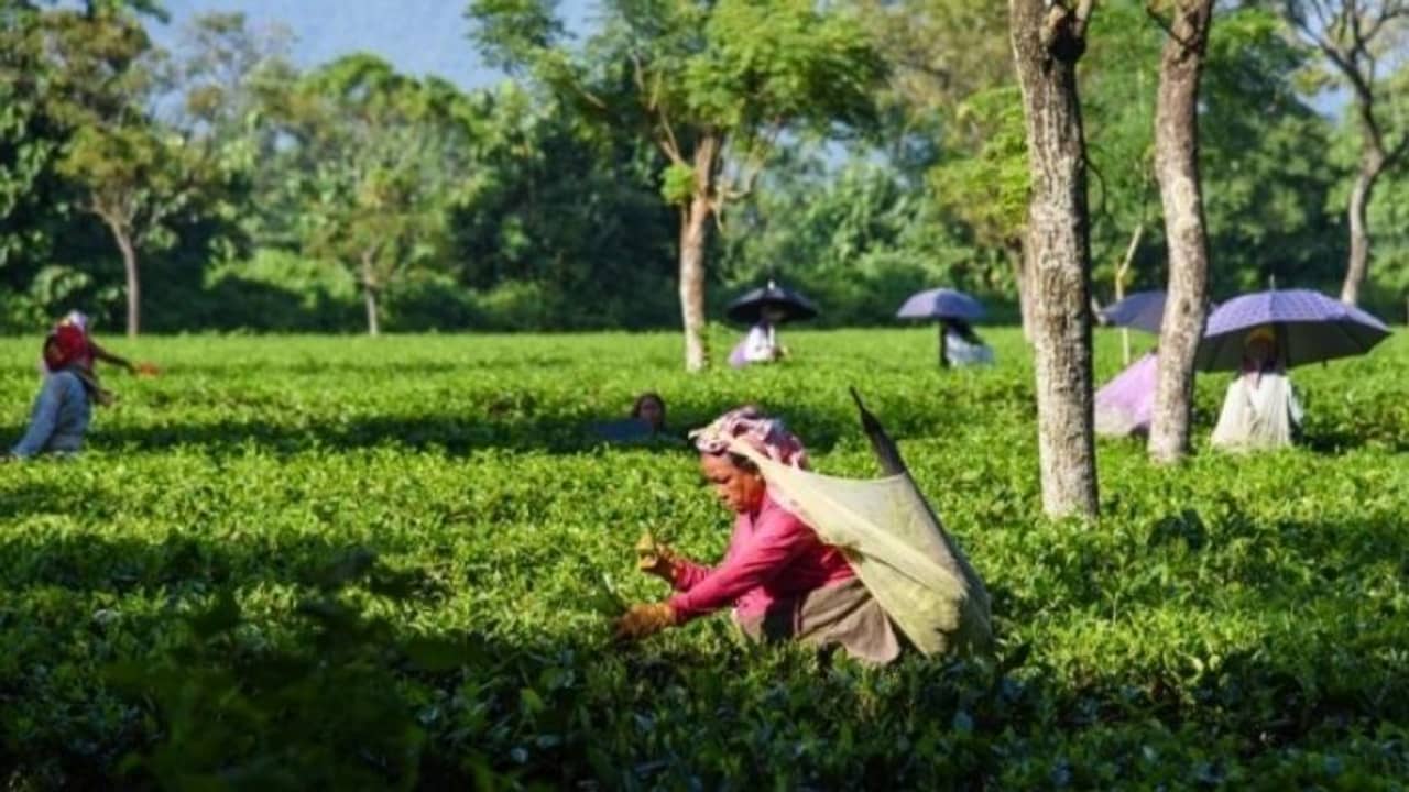 বাজেটে শুধুই শ্রমিক কল্যাণে বরাদ্দ, প্রত্যাশা পূরণ হয়নি চা বাগানের