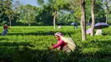 বাজেটে শুধুই শ্রমিক কল্যাণে বরাদ্দ, প্রত্যাশা পূরণ হয়নি চা বাগানের