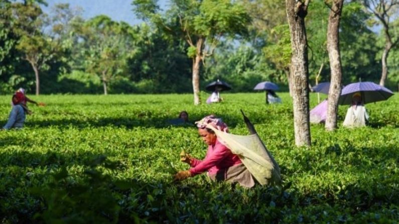 বাজেটে শুধুই শ্রমিক কল্যাণে বরাদ্দ, প্রত্যাশা পূরণ হয়নি চা বাগানের