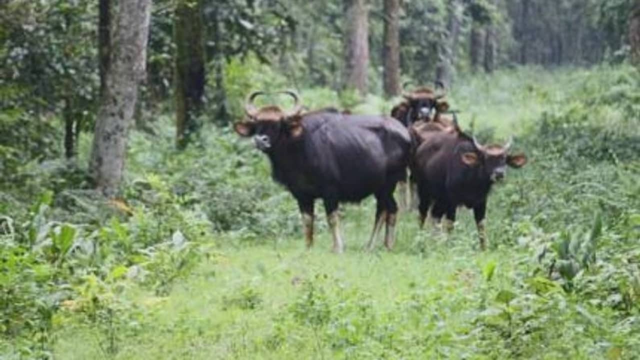 ফের লোকালয়ে বন্যেরা, বাইসনের তাণ্ডবে আতঙ্কিত চামুর্চি চা-বাগানের শ্রমিকরা