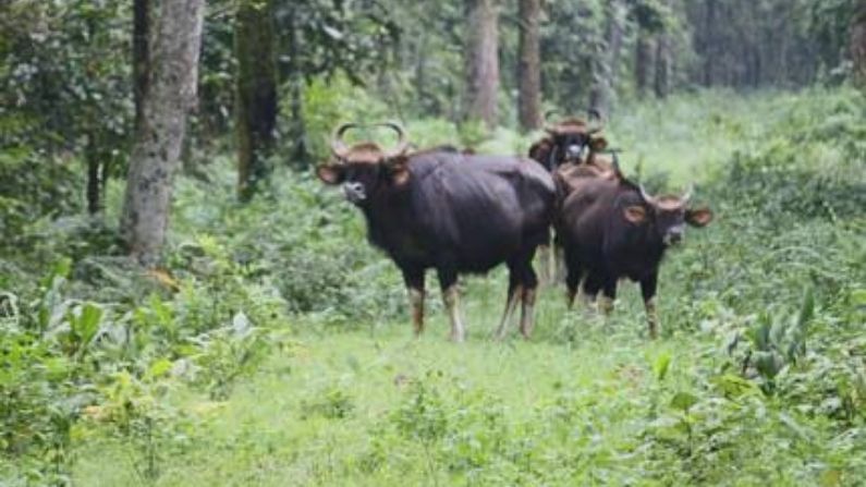 ফের লোকালয়ে বন্যেরা, বাইসনের তাণ্ডবে আতঙ্কিত চামুর্চি চা-বাগানের শ্রমিকরা