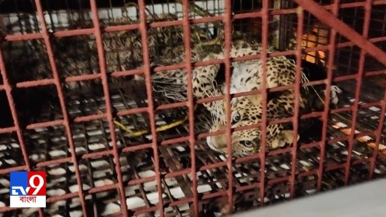 অনিয়ন্ত্রিত গাড়ি, ফের আহত চিতাবাঘ