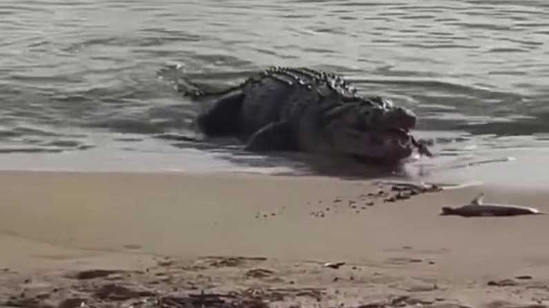 হাঙর গিলে গেল প্রকাণ্ড কুমির, ভিডিয়ো দেখে শিউরে উঠছেন নেটিজ়েনরা