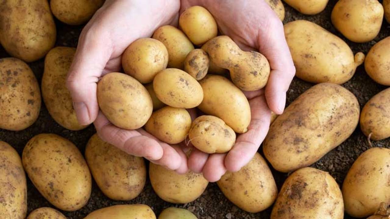 হার্ট ভাল রাখতে সাহায্য করবে আলু! কিন্তু কীভাবে?