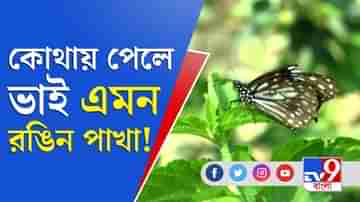 ইকো সিস্টেমের বায়ো-ইন্ডিকেটর প্রজাপতি, কীভাবে বাঁচবে এরা?