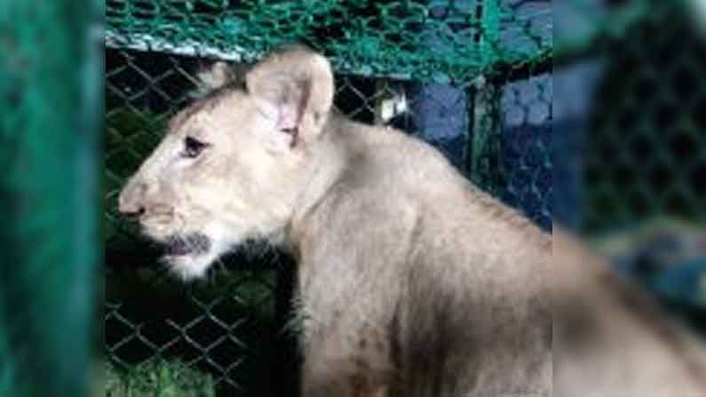 বেলঘরিয়া এক্সপ্রেসওয়ের ধারে সিংহ শাবক উদ্ধার, ধৃতদের বাড়িতে ইডি