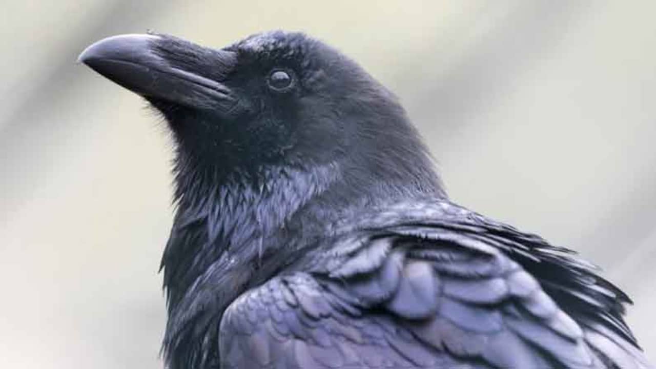 কল খুলে জল খাচ্ছে কাক! বিশপের গল্প মনে করাচ্ছে, বলছেন নেটিজ়েনরা