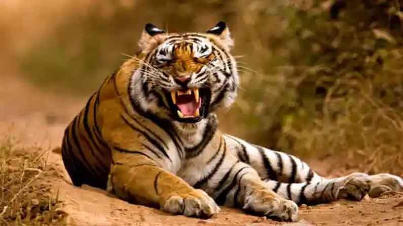 Sundarban: এক মনে ধরছিলেন মাছ, হঠাৎ বাঘ এসে ঝাঁপিয়ে পড়ল ঘাড়ে!টানতে-টানতে সোজা জঙ্গলে! তারপর...