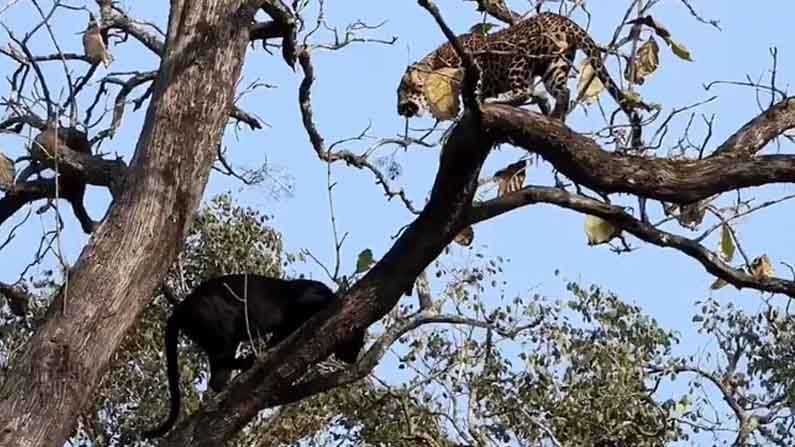 সম্মুখসমরে ব্ল্যাক প্যান্থার আর চিতাবাঘ! কাবিনিতে 'এপিক এনকাউন্টার', দেখুন ভিডিয়ো