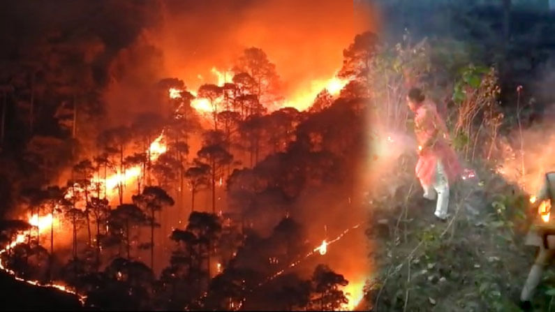 ভিডিয়ো: দাউ দাউ করে জ্বলছে আগুন, দাবানল নেভাতে গাছের ডাল নিয়ে এগিয়ে এলেন মন্ত্রী