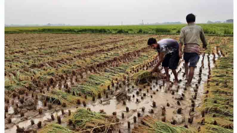 Potato Farming: আপদ নিম্নচাপ: মাঠেই পচেছে আলুর চারা, মহাজনের ঋণশোধ করতে নাকানিচোবানি কৃষকদের