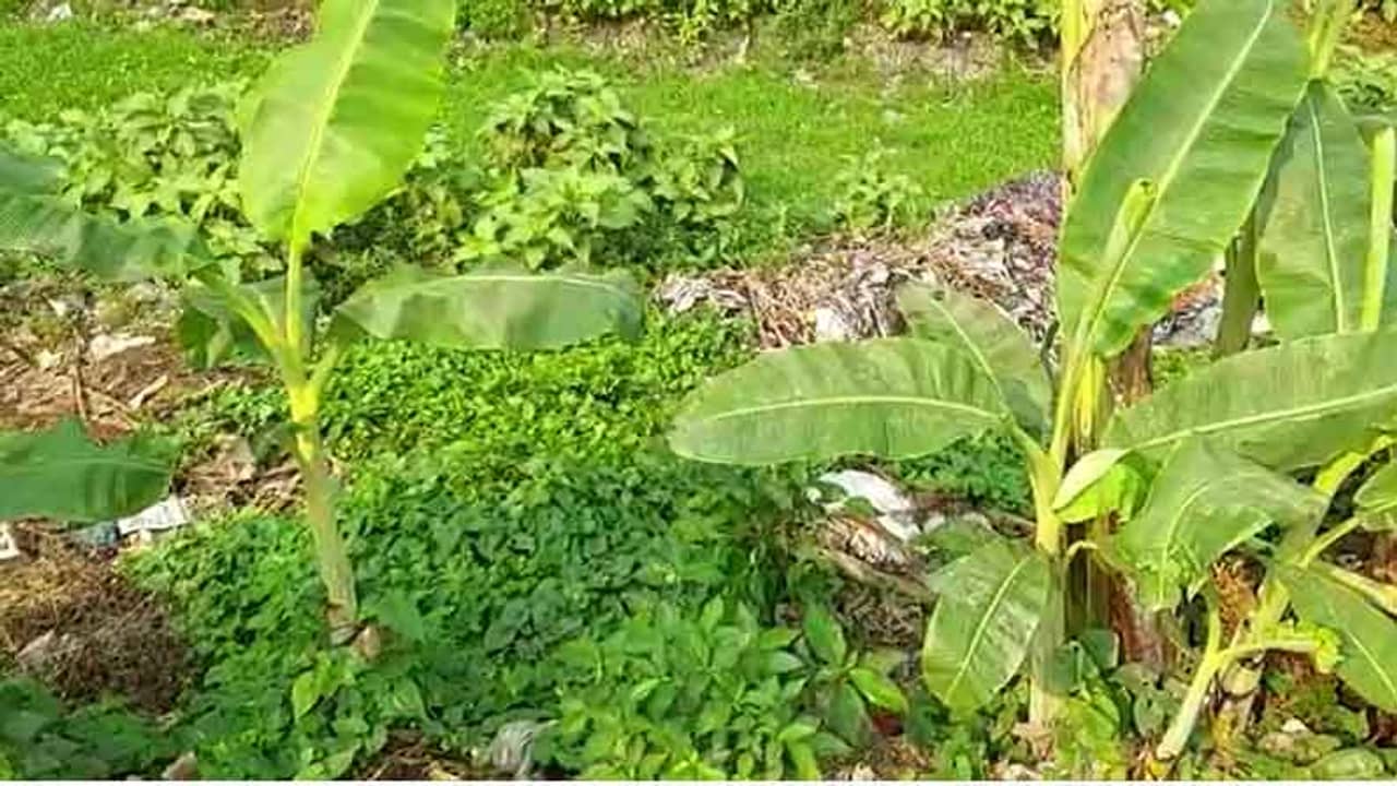 West Bengal Assembly Election 2021 Phase 6: ভোট দিতে যাওয়ার পথেই পুকুরে কিছু একটা দেখেছিলেন, উঁকি দিতেই দেখা গেল পা!  তোলপাড় গ্রাম