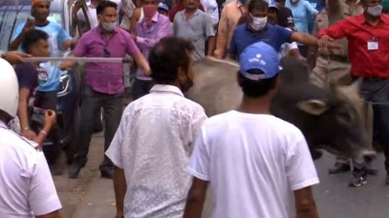 মমতার সভায় ষাঁড়ের প্রবেশ, তারপর যা ঘটল হাড়ে হাড়ে টের পেল পুলিশ