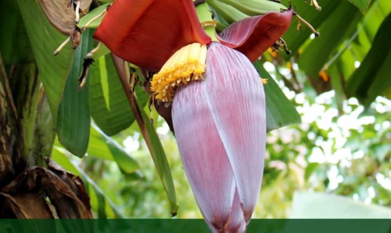 উজ্জ্বল ত্বক ও ঘন চুল পেতে কলার ফুল ব্যবহার করুন