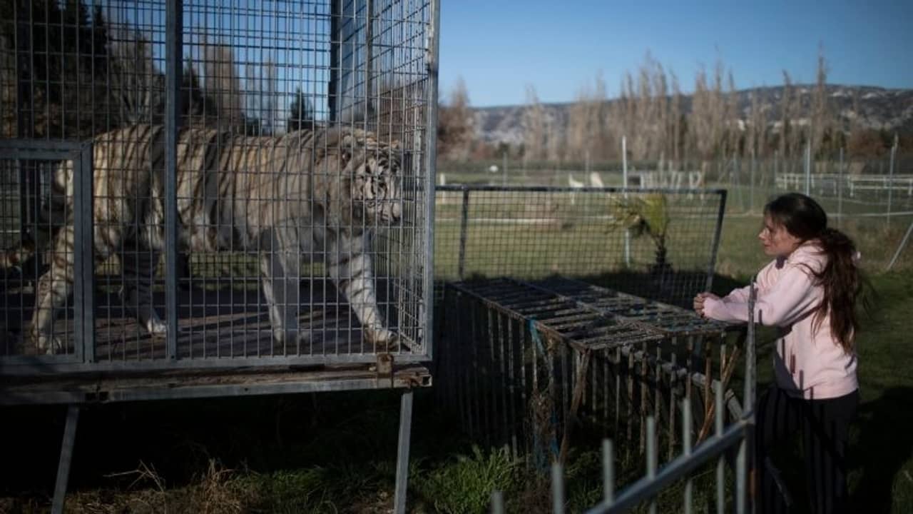 কুকুর-বিড়ালের করোনা সংক্রমণের জন্য দায়ী মানুষই, সিলমোহর হু-র