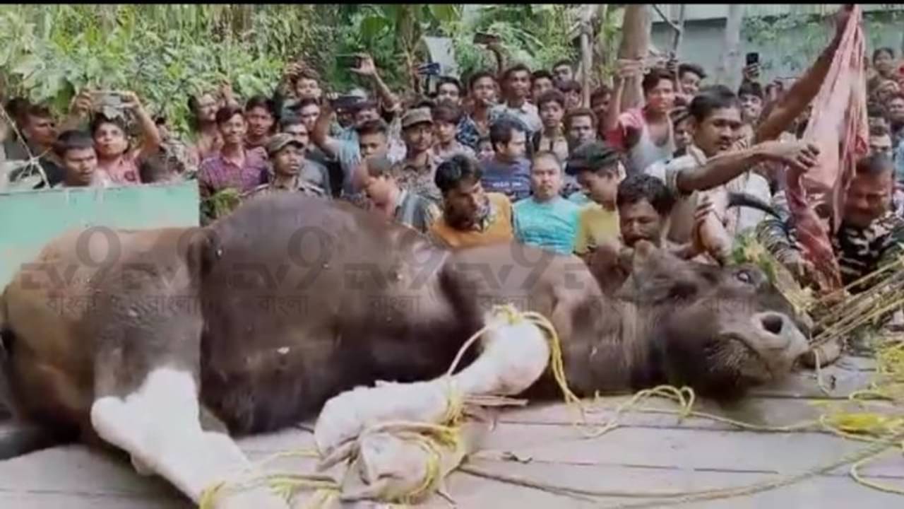 আচমকা জঙ্গল থেকে বেরিয়ে লোকালয় ঢুকে গেল বাইসন, মুহূর্তে লণ্ডভণ্ড গোটা এলাকা!