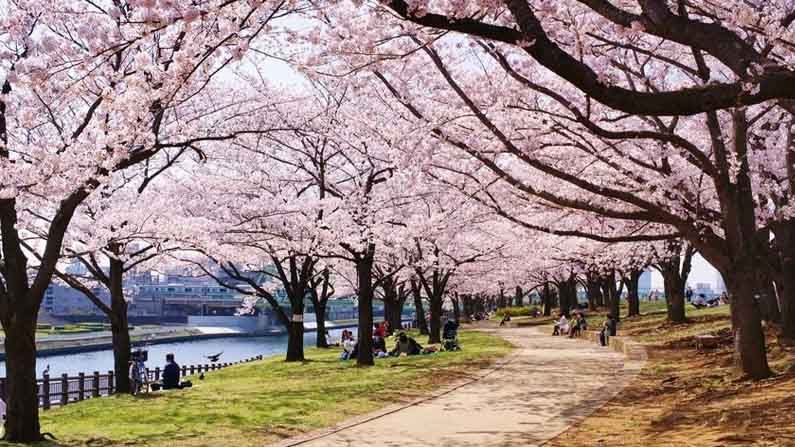 Osaka Prefecture University- র এনভায়রনমেন্টাল সায়েনটিস্ট Yasuyuki Aono অবশ্য বিভিন্ন তথ্যের গবেষণা করে বলেছেন, এর আগে ১২৩৬, ১৪০৯ এবং ১৬১২ সালে এধরণের 'আর্লি চেরি ব্লসম সিজন' দেখা গিয়েছিল। তখন অবশ্য কোনও ডকুমেন্ট রাখা হয়নি। অর্থাৎ তথ্য নথিবদ্ধ করা হয়নি। তবে কিয়োটোর বিভিন্ন ঐতিহাসিক নথি, ডায়েরি এবং কবিতার বই দেখে অনুমান করা হয়েছে যে, এইবছরই সবচেয়ে আগে শুরু হয়েছে চেরি ব্লসম সিজন। 