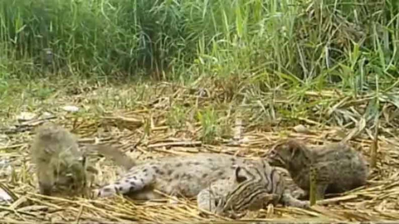 মায়ের সঙ্গে খেলায় মেতেছে ফিশিং ক্যাটের ছানা, টুইটে ভাইরাল ভিডিয়ো