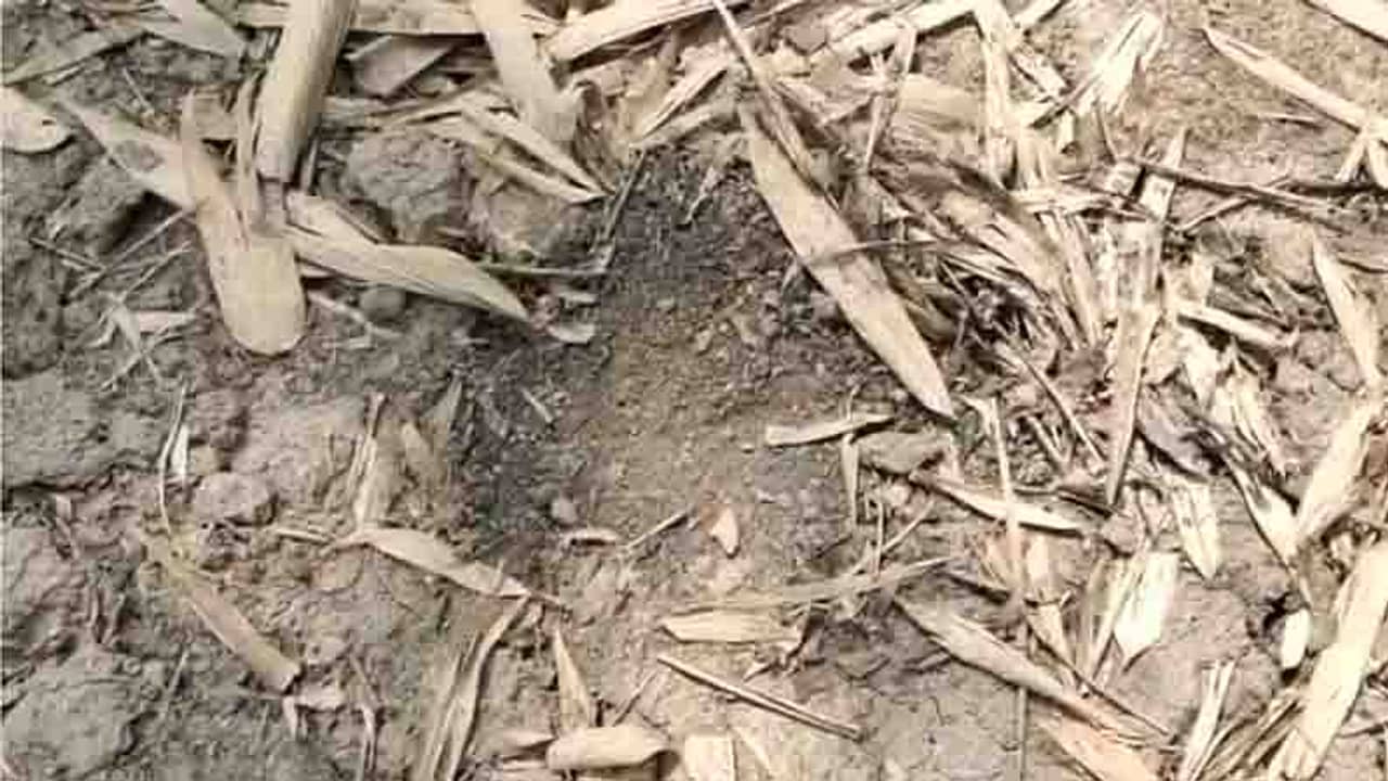 রাতের অন্ধকারে বোমাবাজিতে উত্তপ্ত নানুর, ভয় দেখানো হচ্ছে বলে অভিযোগ বিজেপির