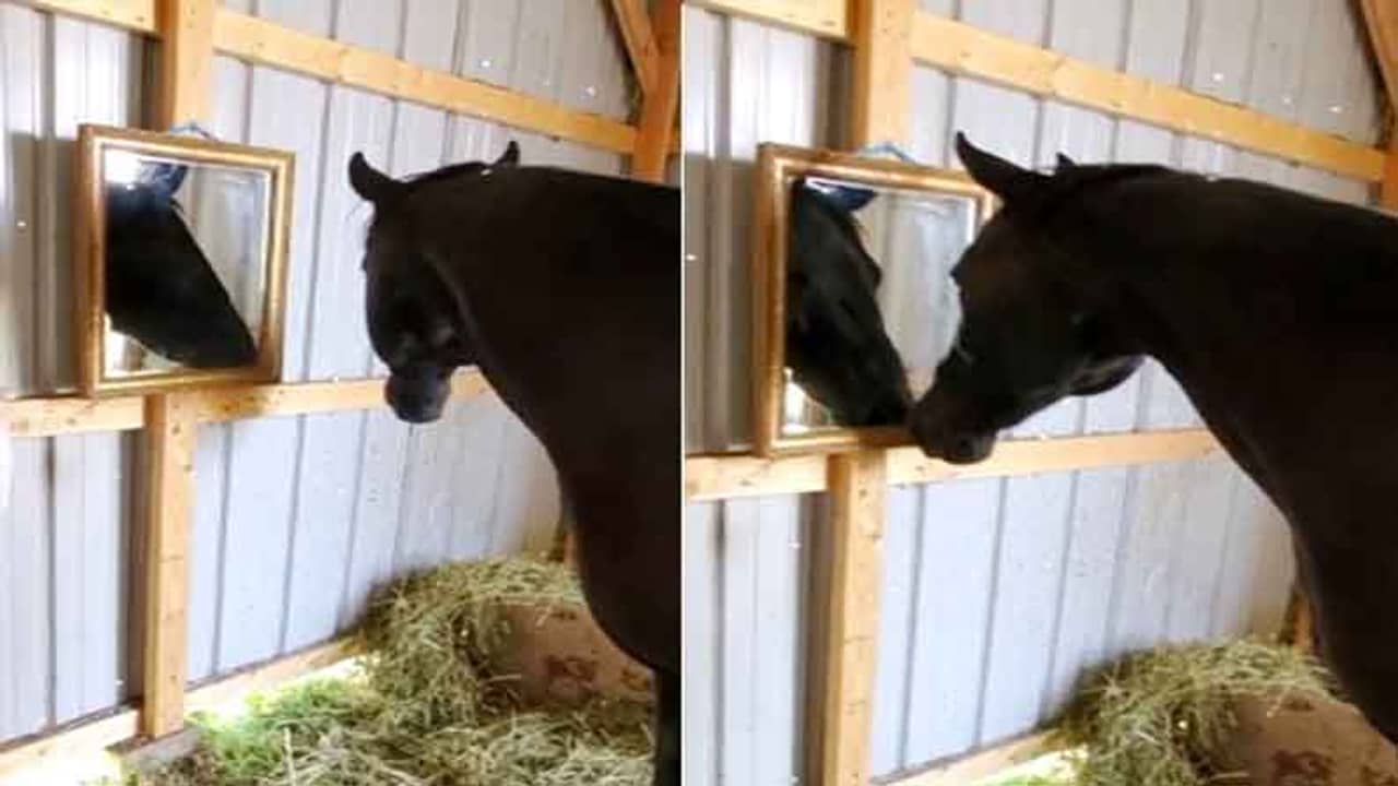 আয়নার সামনে রূপে বিভোর কালো ঘোড়া, ভাইরাল ভিডিয়ো দেখে হাসির রোল নেট দুনিয়ায়