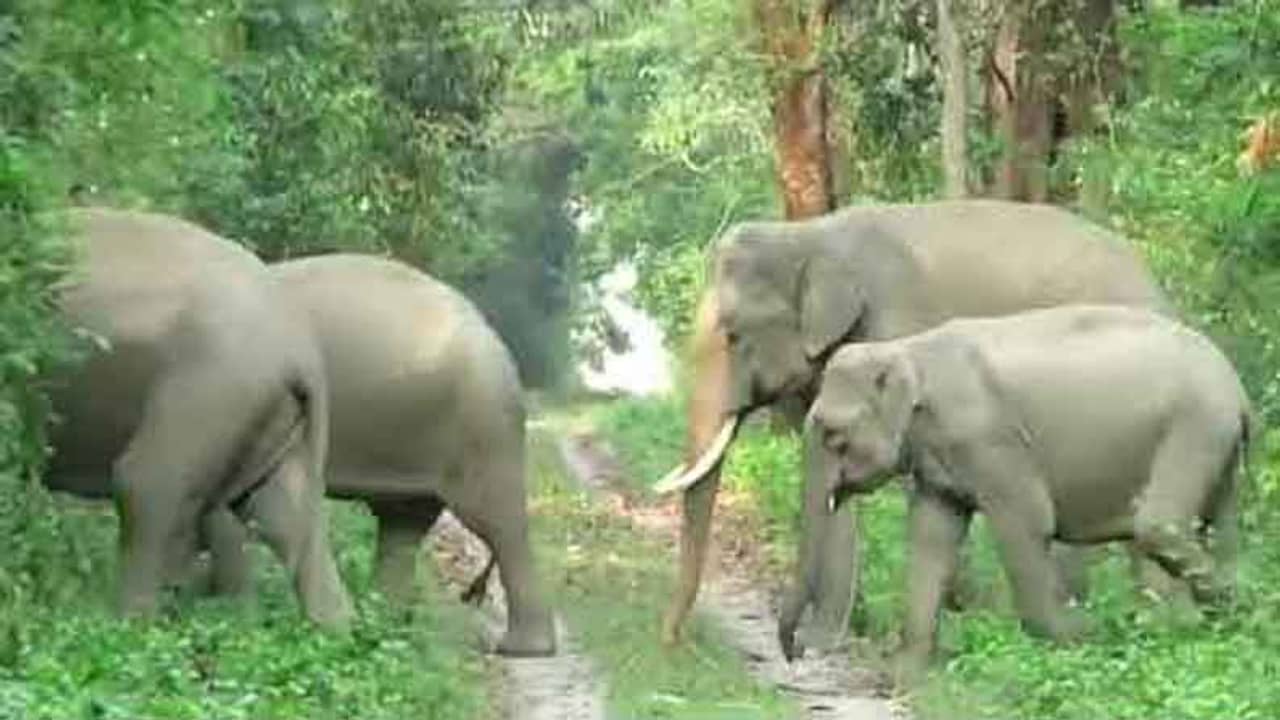 মর্নিং ওয়াক- এ বেরিয়েছে হাতির পাল, টুইটারে ভাইরাল ভিডিয়ো দেখে মুগ্ধ নেটিজ়েনরা