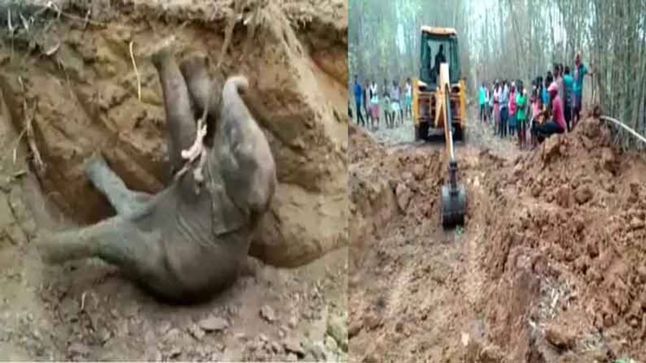 ১৫ ফুট গভীর কুয়ো থেকে উদ্ধার এক বছরের হস্তি শাবক, বনবিভাগের কর্মীদের প্রশংসায় পঞ্চমুখ নেটিজ়েনরা