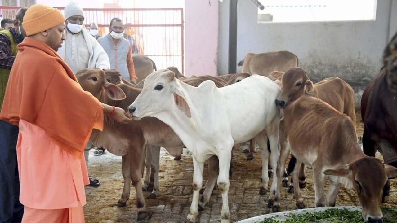যোগীরাজ্যে গোশালায় থার্মাল স্ক্যানার-অক্সিমিটার, বিতর্ক শুরু হতেই সাফাই সরকারের