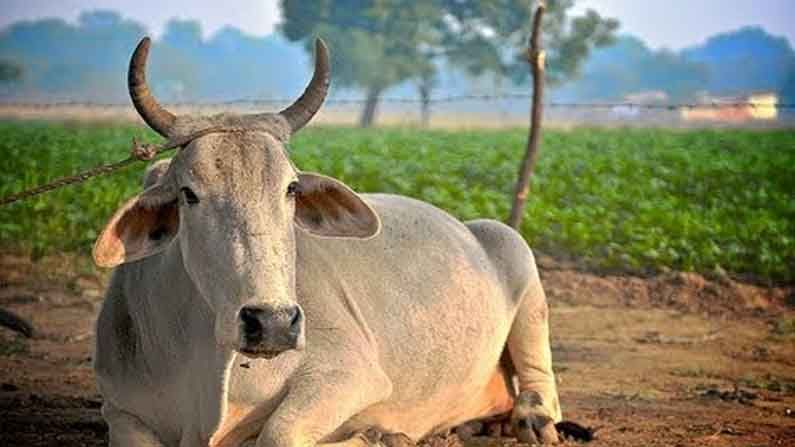 পরবর্তী বিধানসভা অধিবেশনে গো-রক্ষা বিল আসছে : অসমের রাজ্যপাল