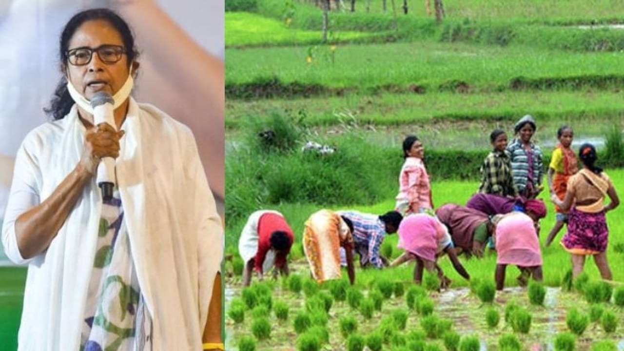 মমতার খোলা চিঠি বাংলার চাষিদের, ১৮ হাজার টাকা প্রাপ্য হলেও কম দিচ্ছে কেন্দ্র